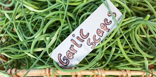 Garlic scapes at farmer's market